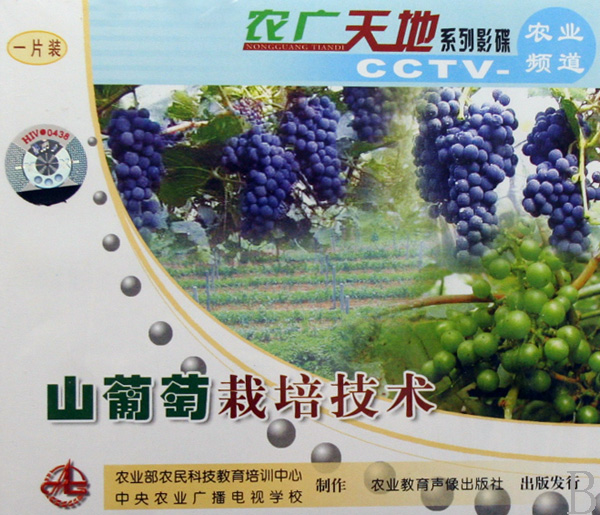 VCD山葡萄栽培技术