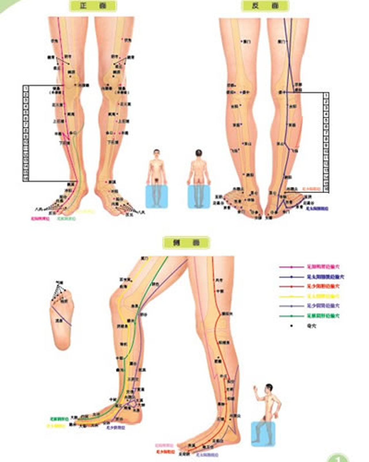 足腿部经穴与反射区标准挂图(附说明书)