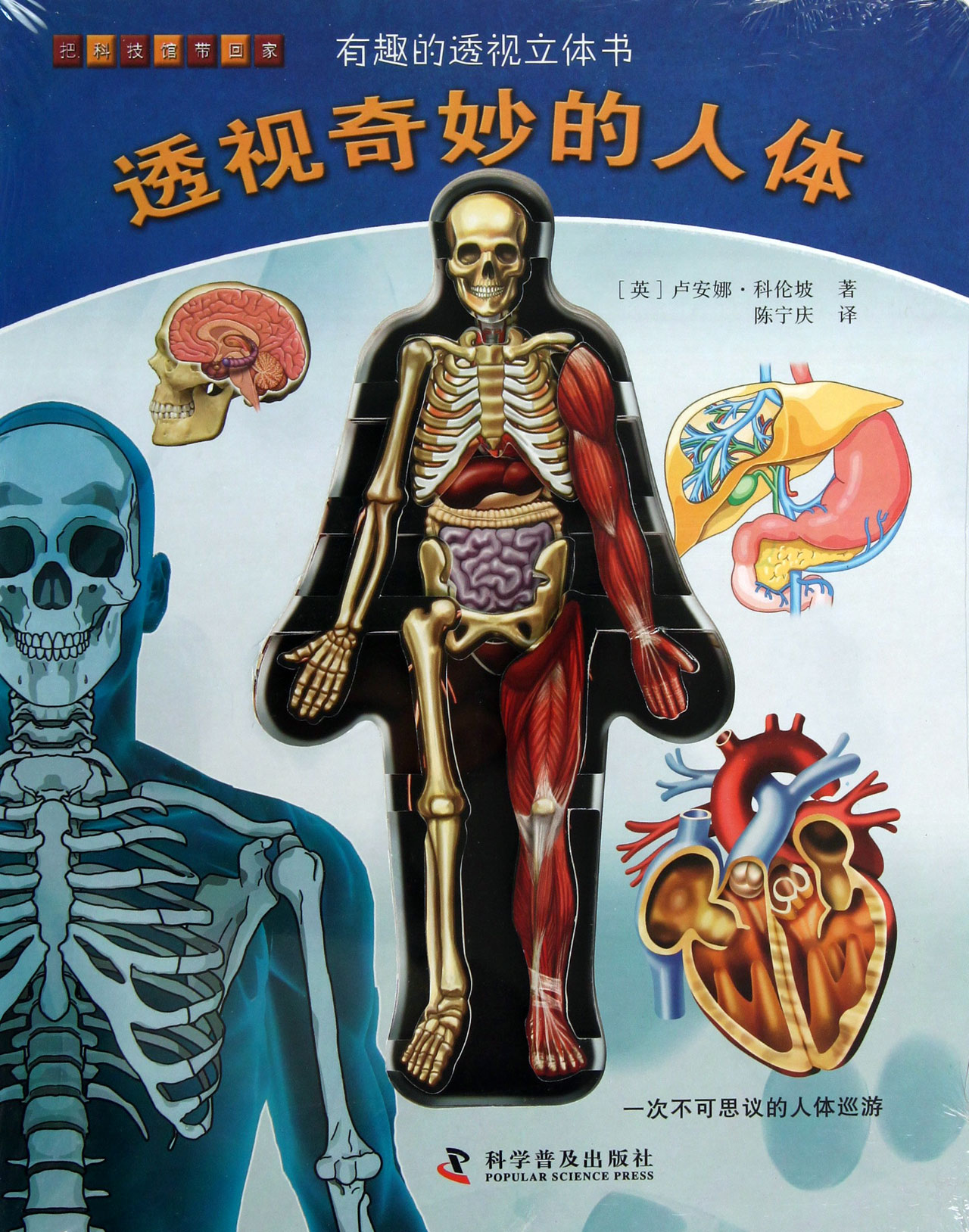 人体三维透视图_三维透视图,人体透视图图片