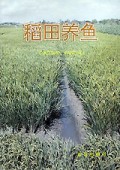 稻田养鱼