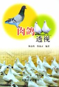 肉鸽透视