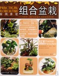 组合盆栽/实用养花